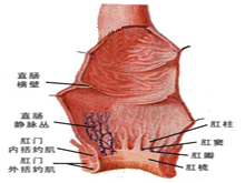 夏季直肠炎吃什么水果好