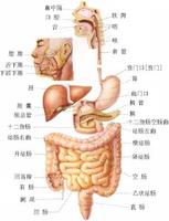 直肠炎的主要症状是什么