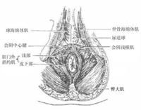 肛乳头瘤不治疗会怎么样