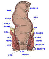 什么症状是肛周脓肿