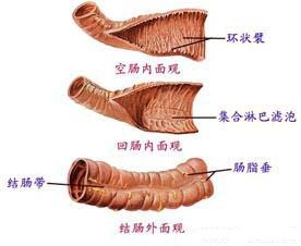 图示：得了结肠炎吃什么好