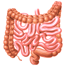 肠道慢性腹泻症状