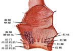 直肠炎的早期症状！