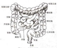 慢性肠炎的科学治疗方法