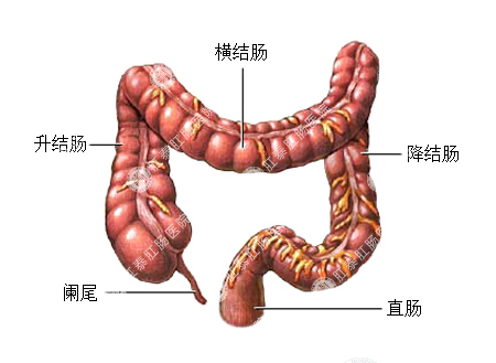 图示：直肠炎